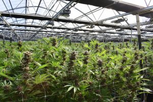 Cannabis vs. CBD